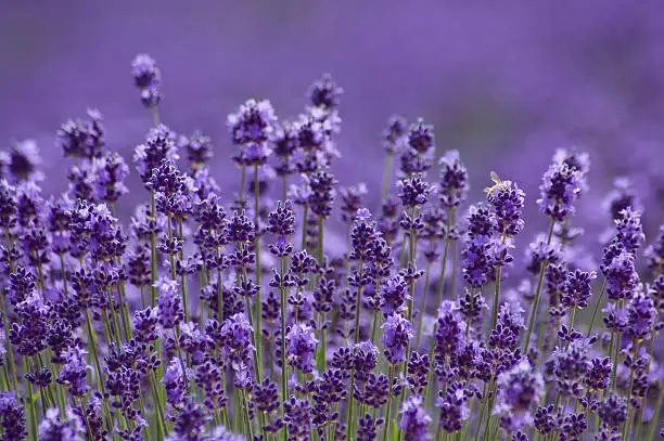 plant met paarse bloemen op lange steel