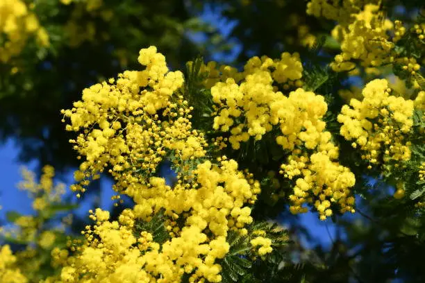 Mimosa plant