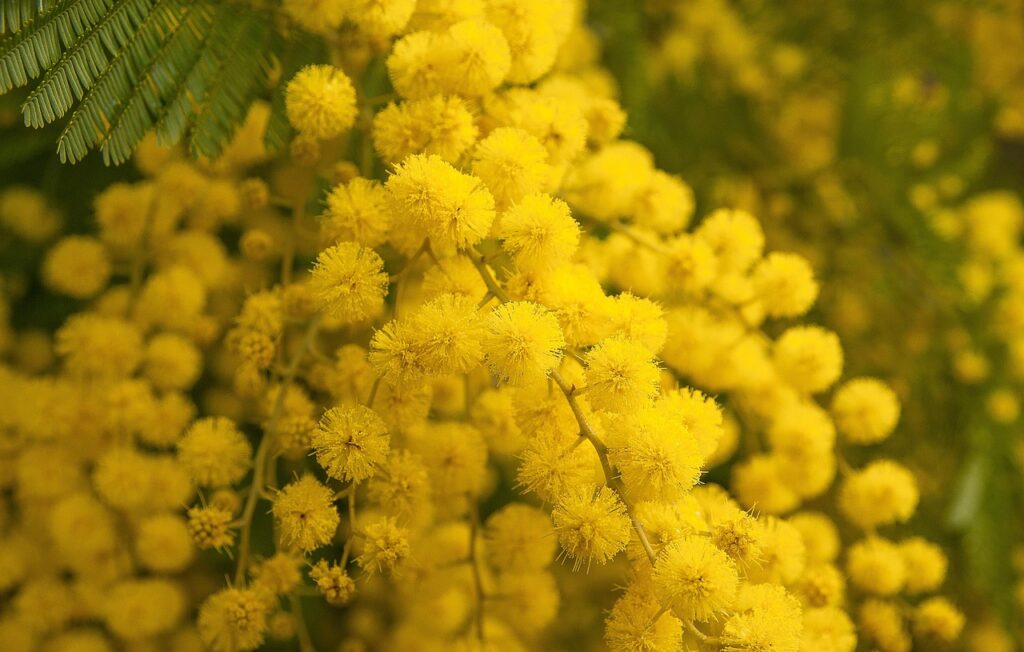 flower mimosa