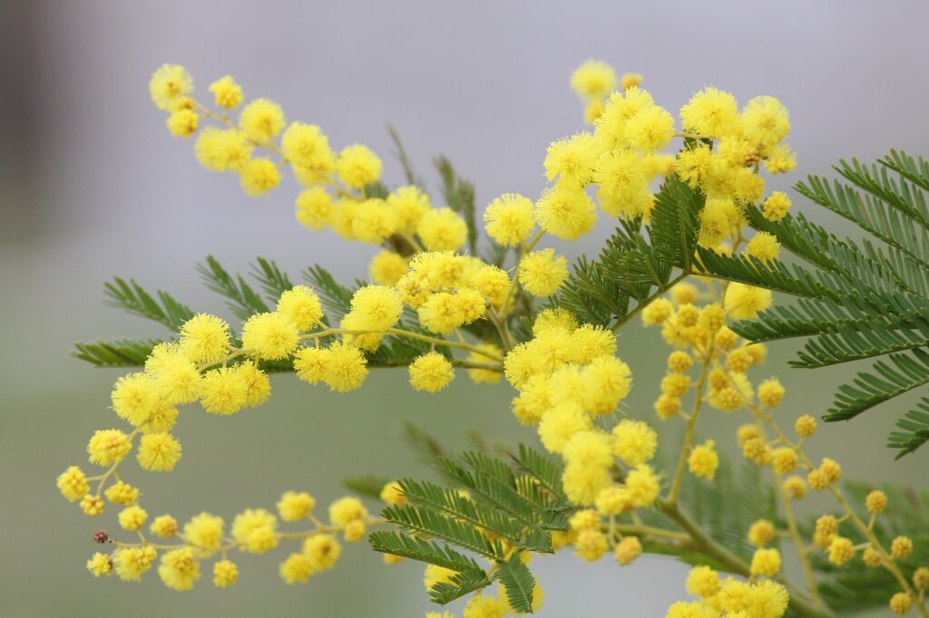 mimosa geel