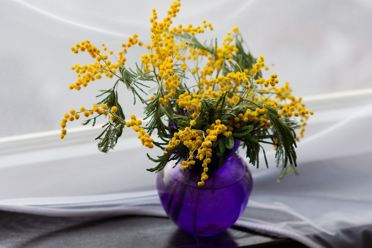 Mimosa plant verzorgen? Dit zijn de beste tips