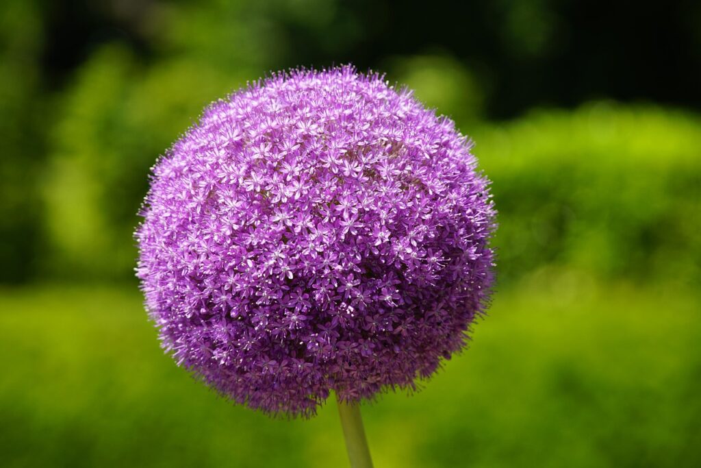 Allium