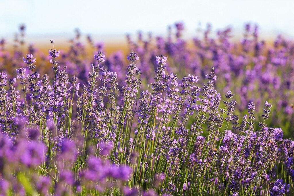 Lavendel veld