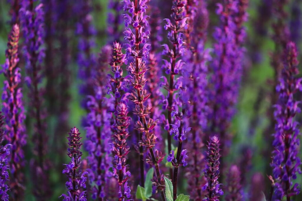 Steppe sage