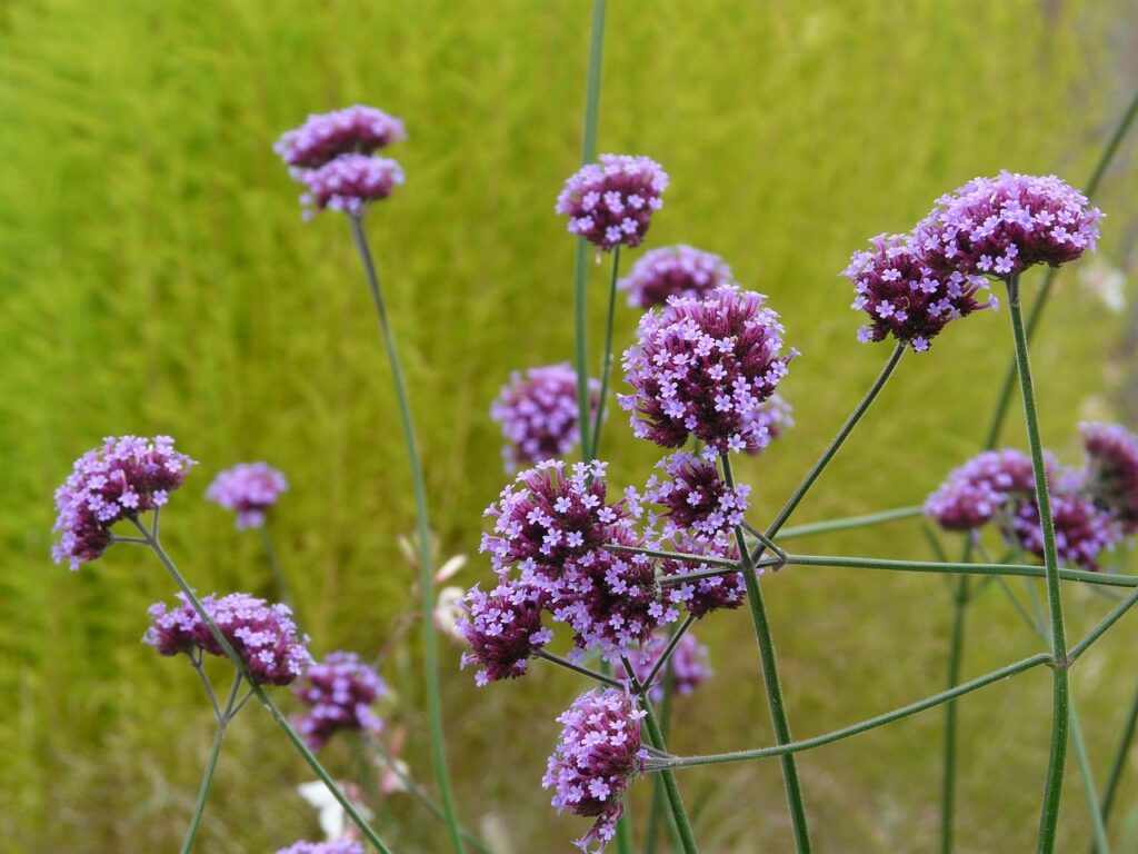 Verbena plant