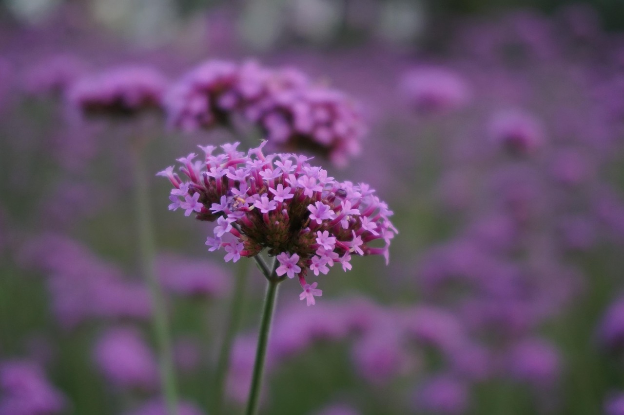 Welke plant heeft paarse bloemen op een lange steel? Dit zijn de opties